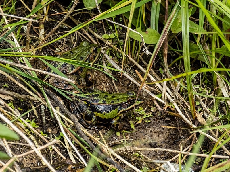 Edible Frogs - Frogs and toads
