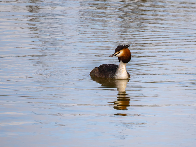 Great Crested Grebe - Latest photos