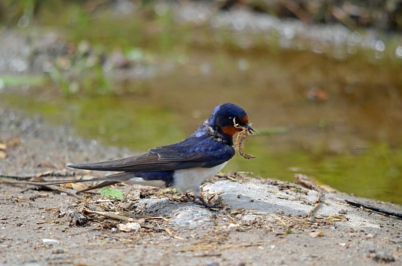 Swallow - North east Poland - May 2013