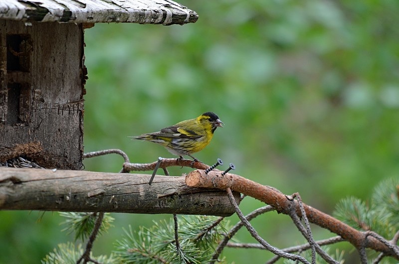 Siskin - North Finland - part 1