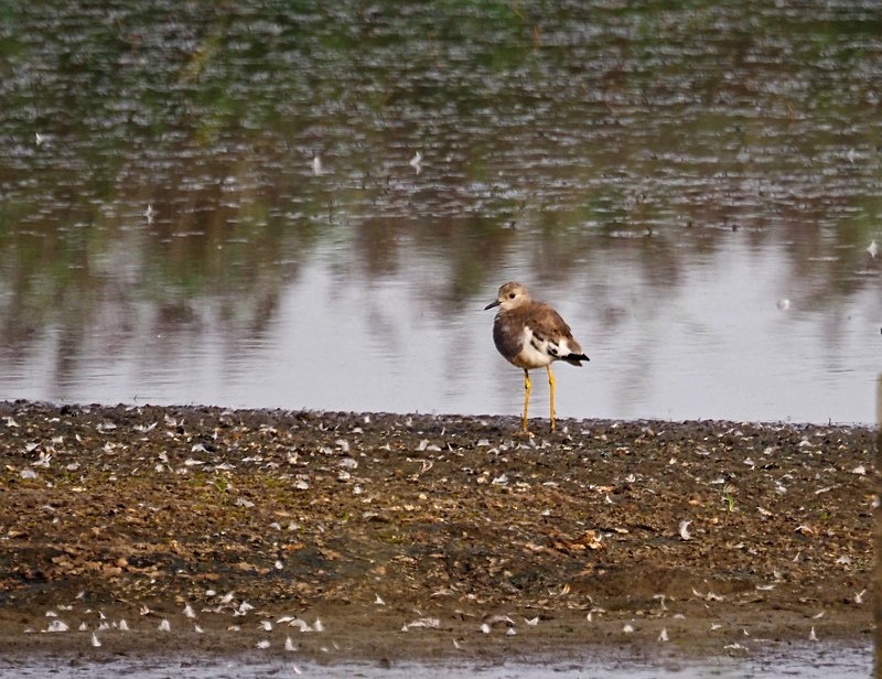 White-tailed Lapwing - Plovers