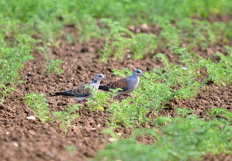 Turtle Doves - Bulgaria