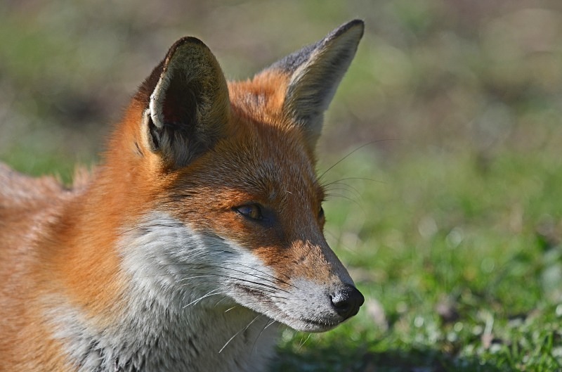 Red Fox - Red Foxes