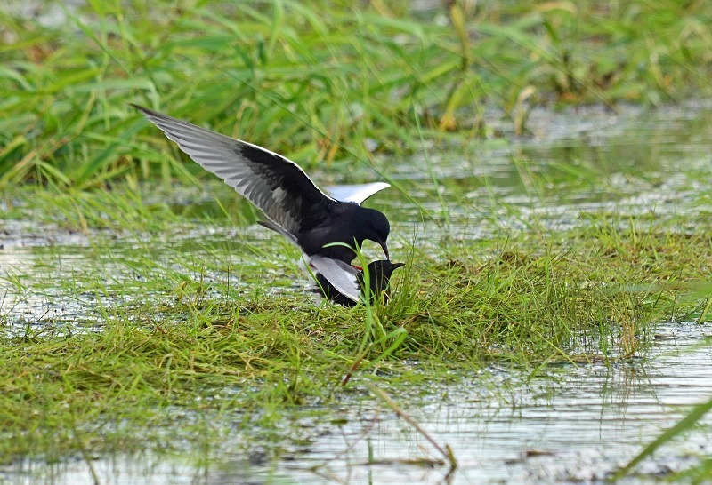 White-winged Black Terns - North east Poland - May 2013