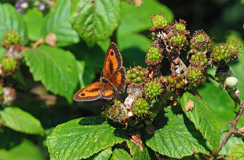 Gatekeeper - Butterflies