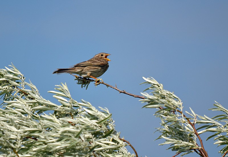 Corn Bunting - Hungary
