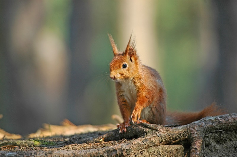 Red Squirrel - Red Squirrels