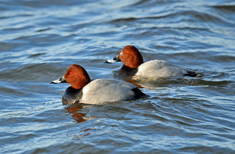 Common Pochards - Diving ducks