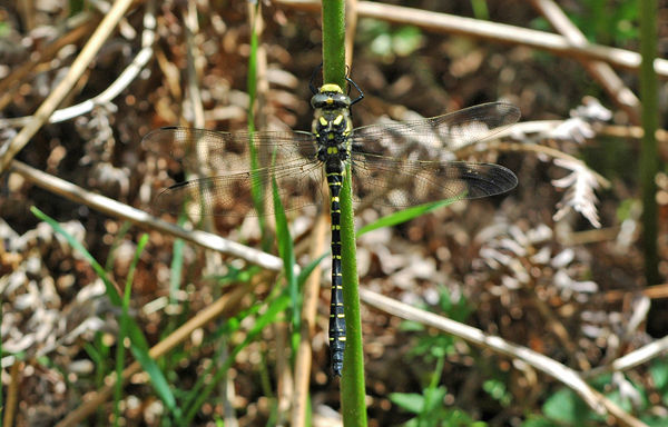 Golden-ringed Dragonfly - Dragonflies and damselflies