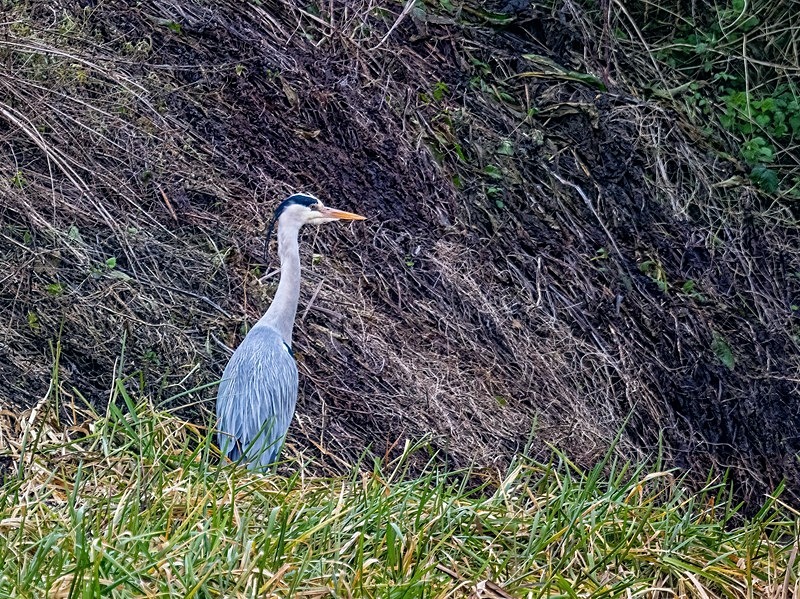 Grey Heron - Latest photos