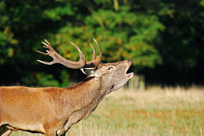 Red Deer - Red Deer