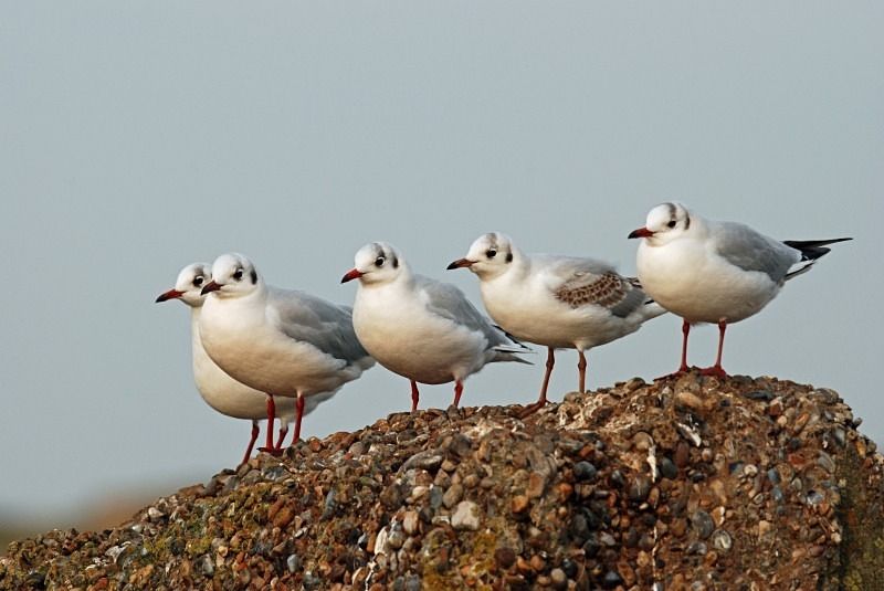 Black-headed Gulls - Gulls