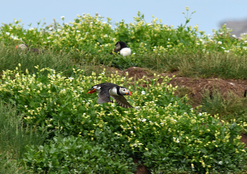 Puffin - Puffins