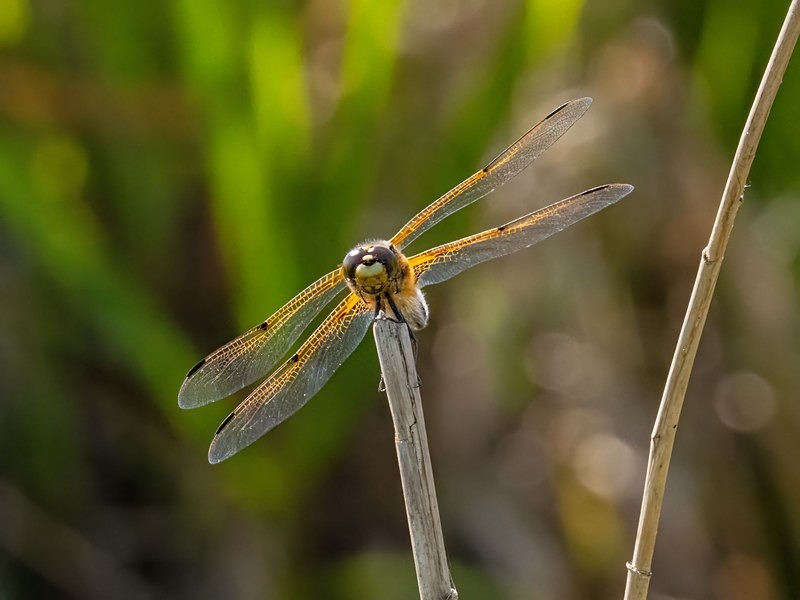 Four-spotted Chaser - Dragonflies and damselflies