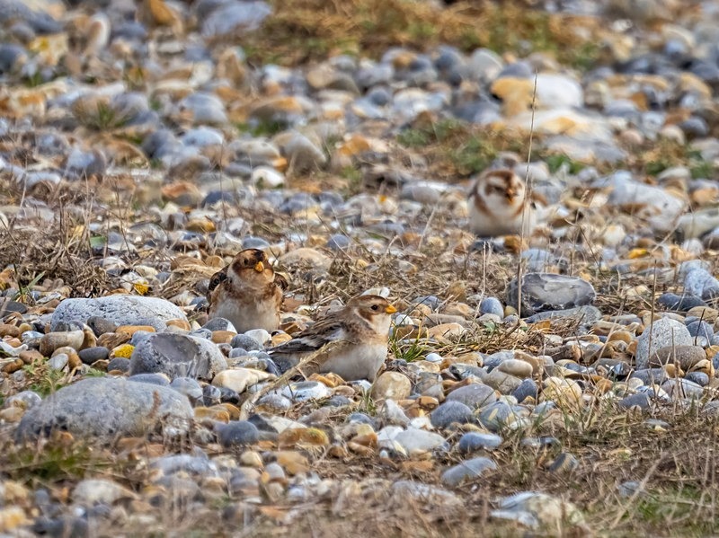 Snow Bunting - Buntings