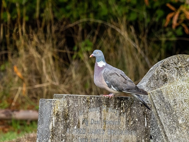 Woodpigeon - Pigeons and doves
