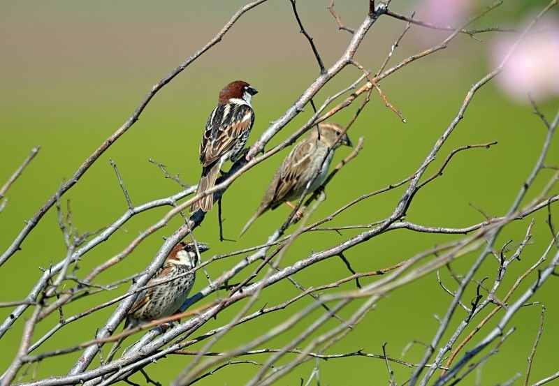 Spanish Sparrow - Bulgaria
