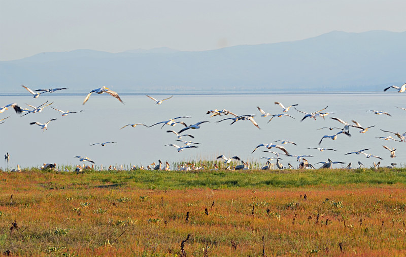 White Pelicans - West Macedonia
