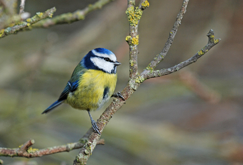 Blue Tit - Tits