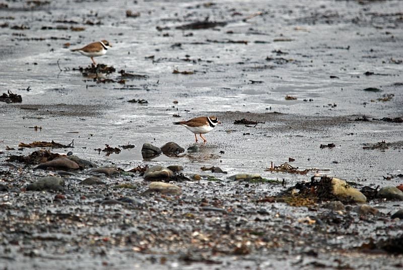 Ringed Plover - North Finland and north Norway - May and June 2009