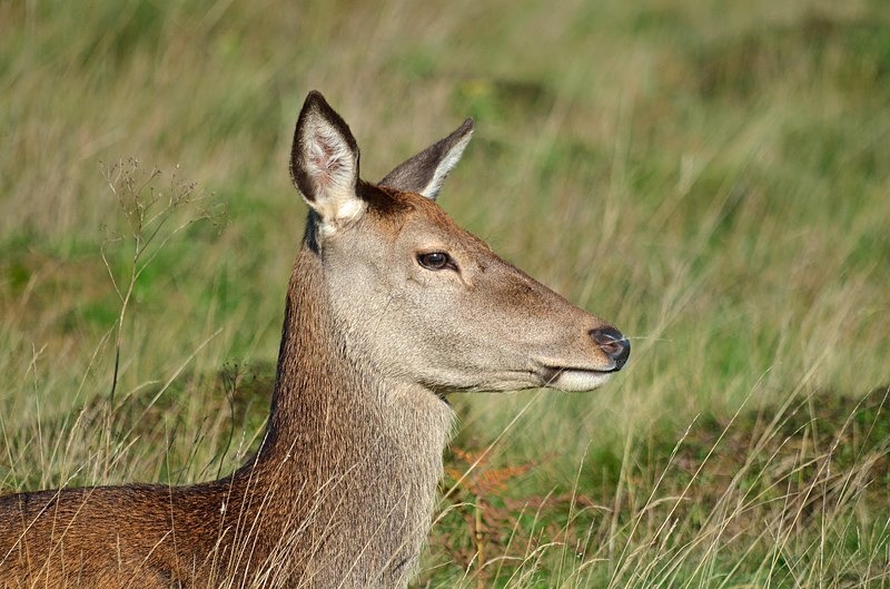Red Deer - Red Deer