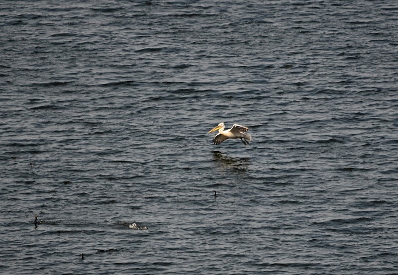 Dalmatian Pelican - Bulgaria
