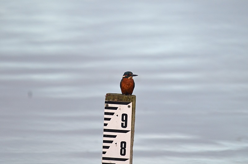 Kingfisher - Kingfishers