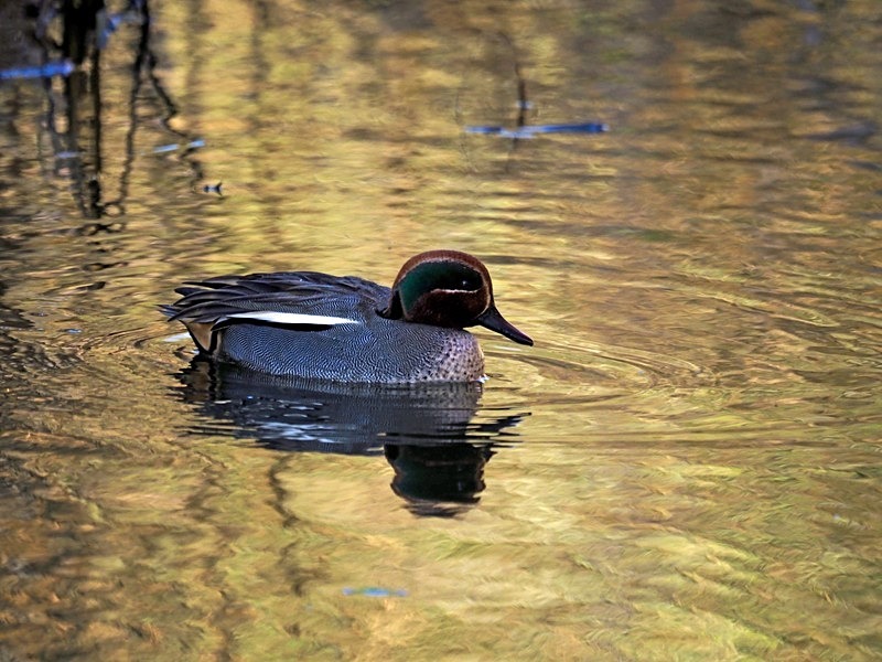 Teal - Dabbling ducks