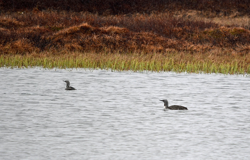 Red-throated Divers - North east Iceland