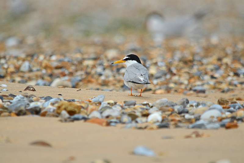 Little Tern - Terns
