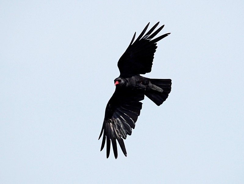 Chough - Crows
