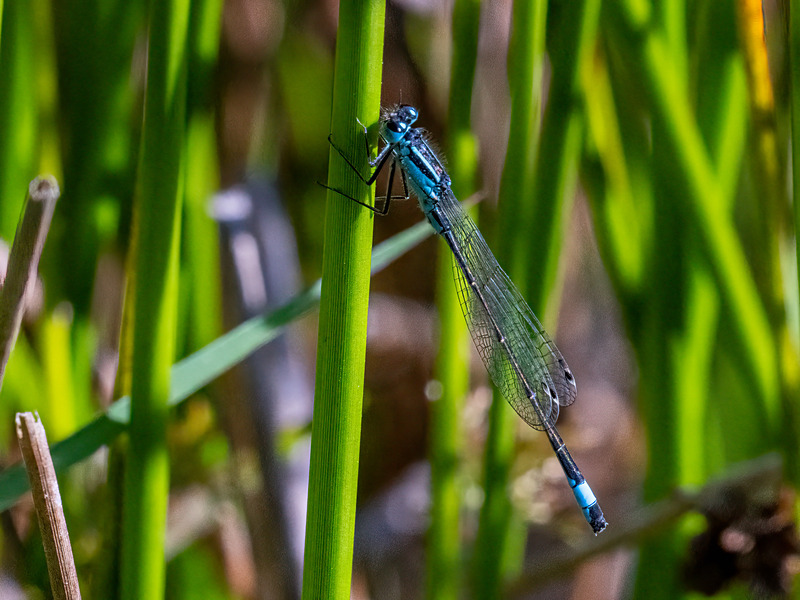 Blue-tailed Damselfly - Latest photos