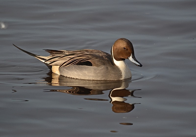 Pintail - Dabbling ducks