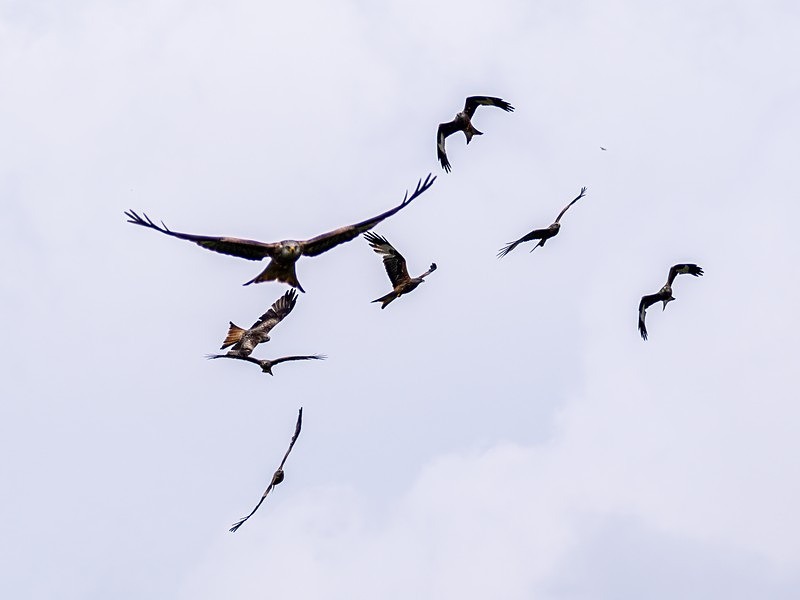 Red Kites - Birds of prey