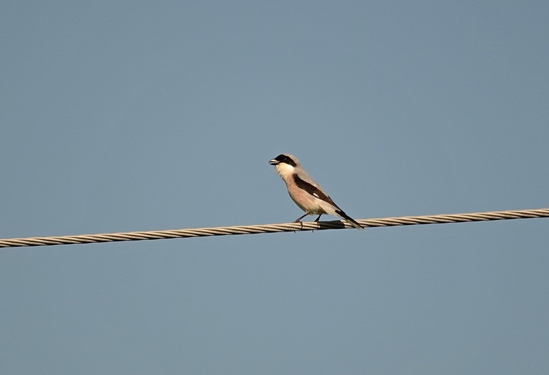 Lesser Grey Shrike - Bulgaria