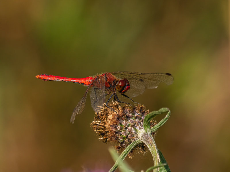 Ruddy Darter - Dragonflies and damselflies
