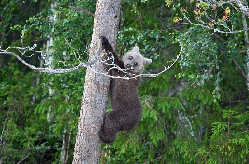 Brown Bear cub - North Finland - part 2