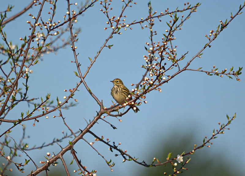 Tree Pipit - Estonia
