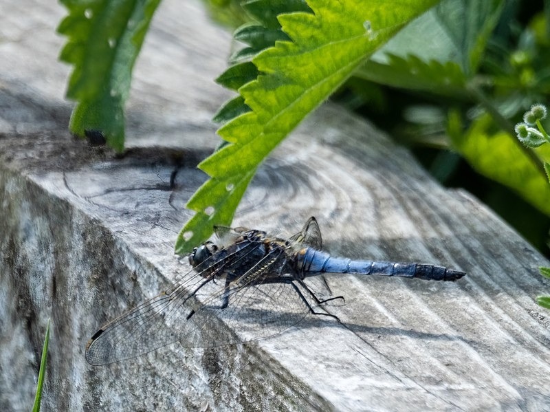 Black-tailed Skimmer - Dragonflies and damselflies