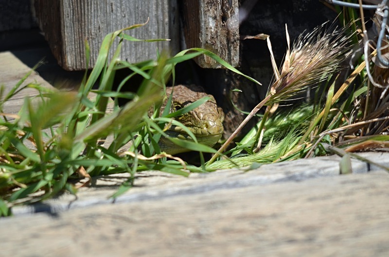 Ocellated Lizard - South and west Spain - April and May 2012