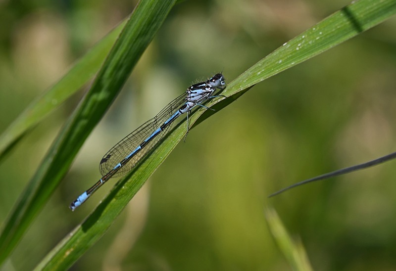 Common Blue Damselfy - Dragonflies and damselflies