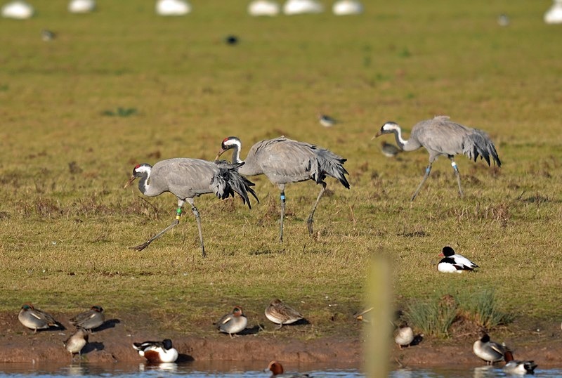 Common Cranes - Cranes
