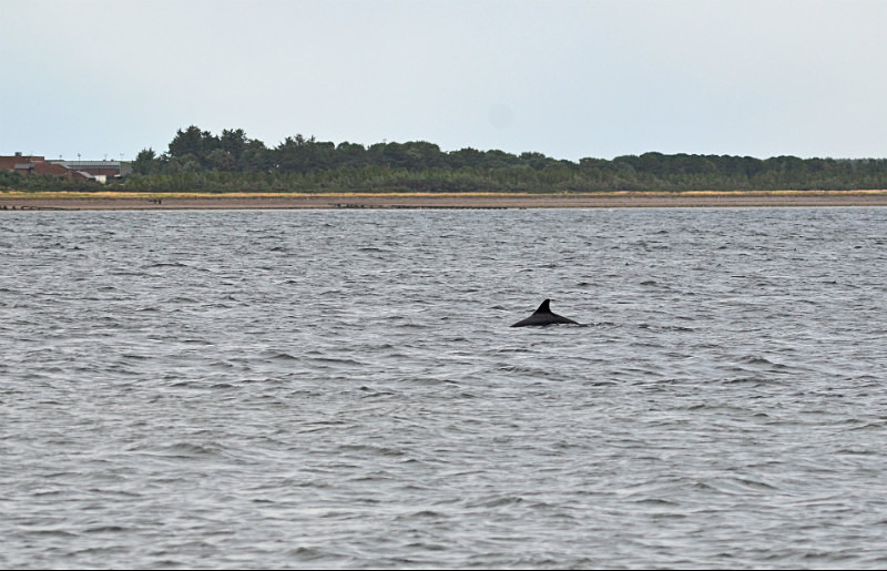 Bottlenose Dolphin - Whales and dolphins