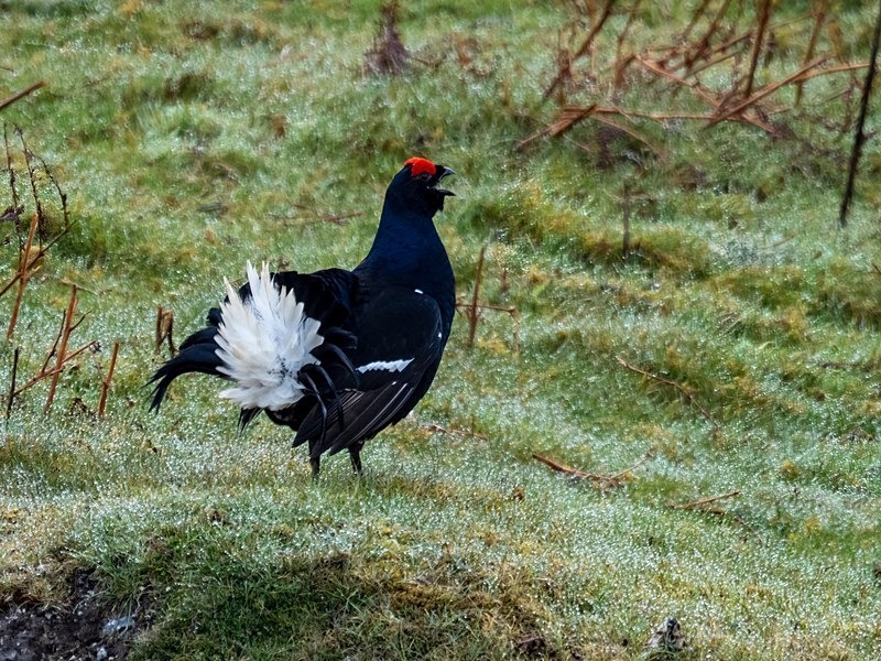 Black Grouse - Game birds