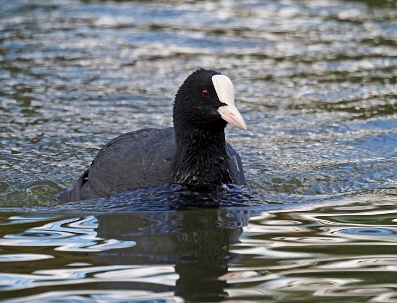 Coot - Crakes and rails
