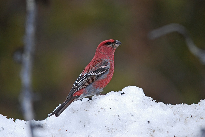 Pine Grosbeak - Finland