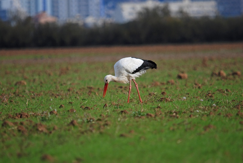 White Stork - Catalunya