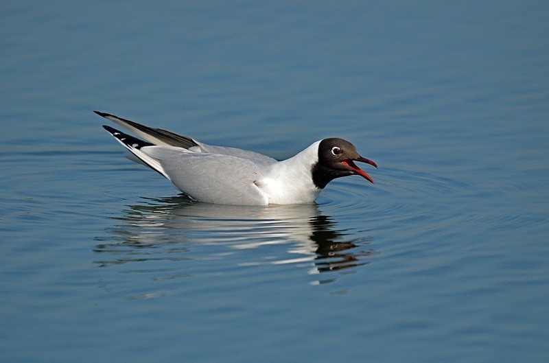 Black-headed Gull - Gulls