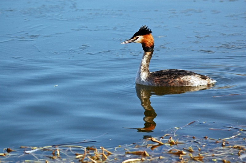 Great Crested Grebe - Grebes