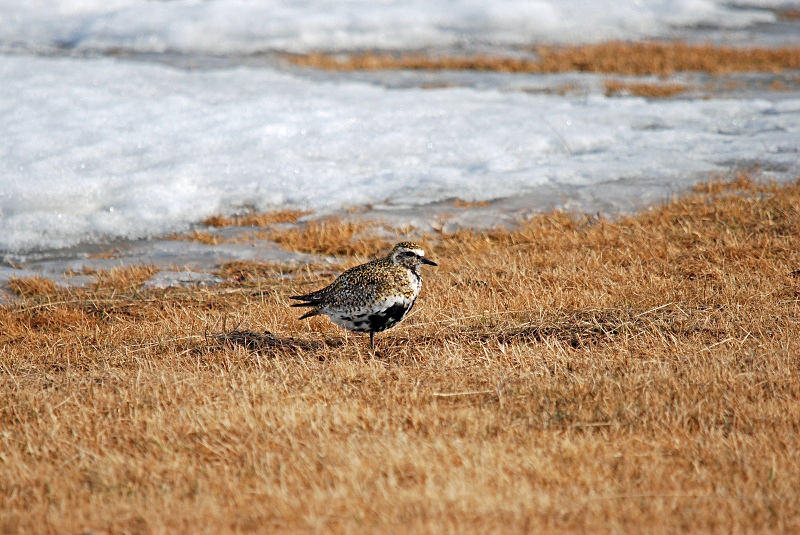Golden Plover - Norway